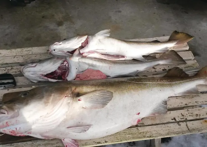 5 Bedroom Awesome In בית נופש Borhaug